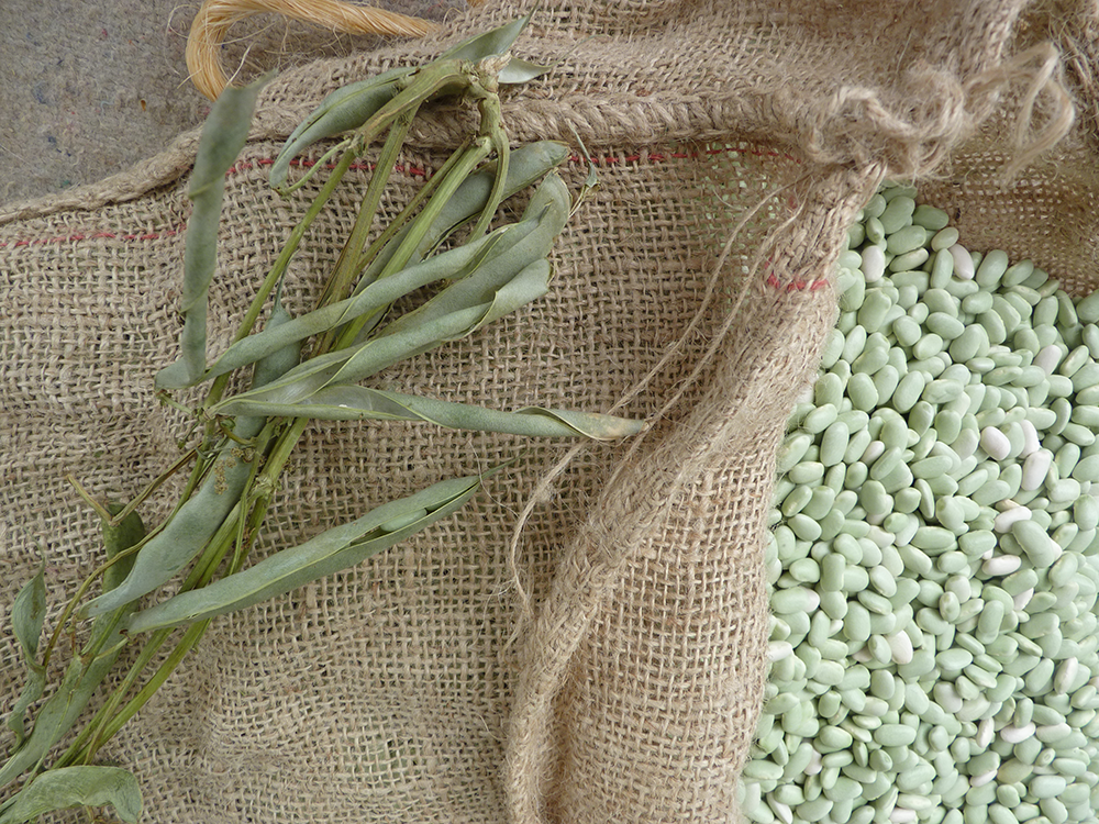 Le flageolet vert ~ Qualité alimentaire